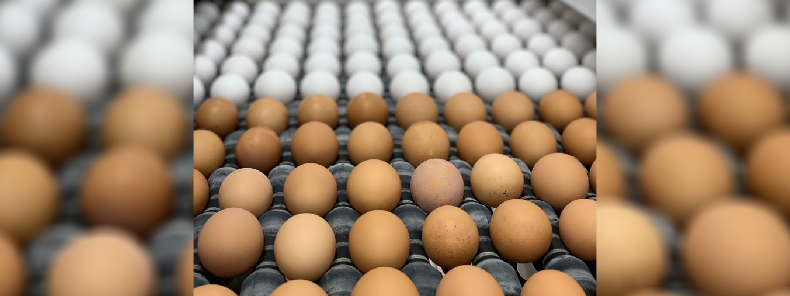 One million eggs to be imported daily